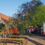 maibaum-2019-wernikow(7)