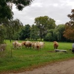 Wernikower Impressionen 2021