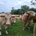 Wernikower Impressionen 2021