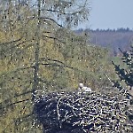 2022 Storch