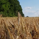 sommer-feld-wernikow-2018