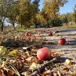 wanderweg-wernikow-herbst-2018