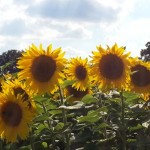 wernikow-sommer-sonnenblumen2016