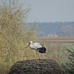 storch-ankunft-02-04-2017